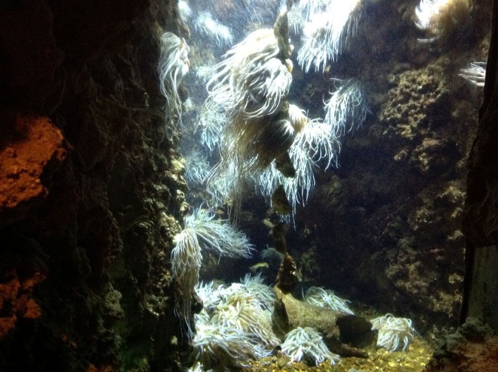 Аквариум на Родосе актинии